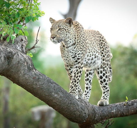 A leopard looks alert while standing on a horizontal branch.
