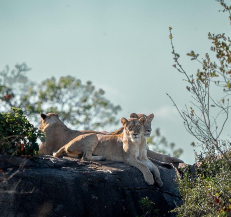 A few members of the Southern Pride relax on a rocky ridge in the Southern sector of the reserve.