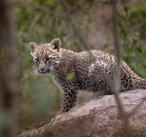 Ntsumi has done well to raise this cub to an age where it can climb quickly into branches and out of the way of danger. 