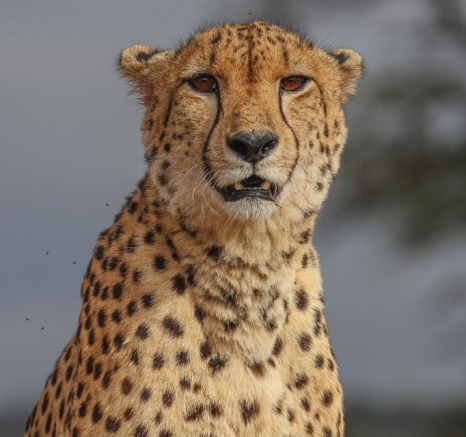 Sabi Sabi Ruan Mey Cheetah Savanna