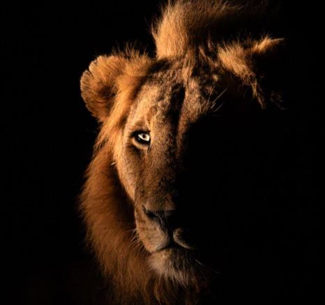 The dominant male lion called Kambula is spotted after dark. The dominant male lion called Kambula is spotted after dark.