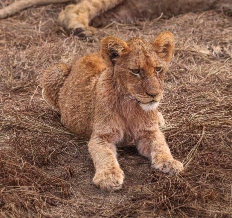 These lions will spend the day digesting their well-deserved meal before most likely moving on These lions will spend the day digesting their well-deserved meal before most likely moving on