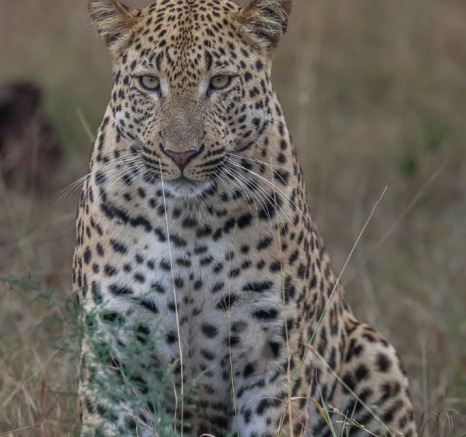 Sabi Sabi Ruan Mey Unnamed Male Leopard