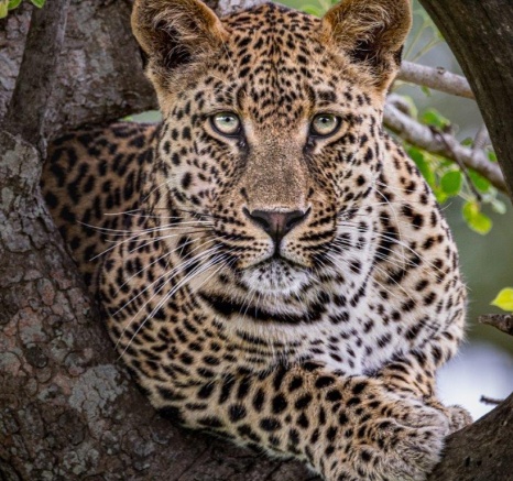 Nottins Male Leopard Dominant Stare Devon Jansen Nottins Male Leopard Dominant Stare Devon Jansen