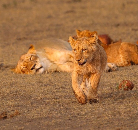 A young lion from the Msuthlu Pride, displaying curiosity and energy as it explores its surroundings.