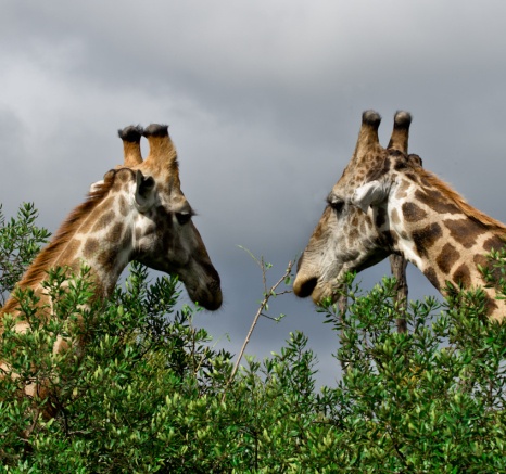 Two giraffe heads emerge through the top of a tree