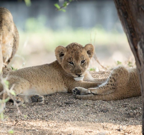 Together, they paint a picture of familial bonds woven amidst the untamed beauty of the savanna. Together, they paint a picture of familial bonds woven amidst the untamed beauty of the savanna.