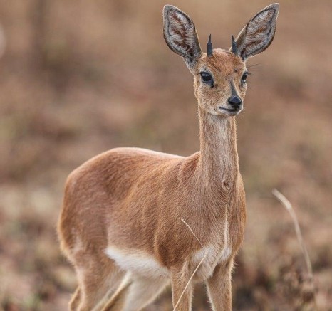 A steenbok standing alert and watchful, its small frame barely visible amongst the tall grass.