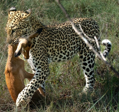 Golonyi with an impala kill. Golonyi with an impala kill.