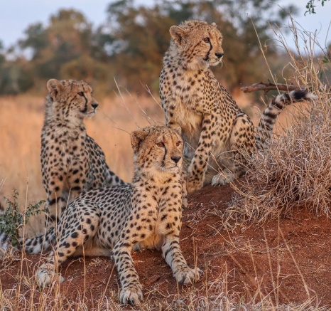 Sabi Sabi Ruan Mey Cheetah Family