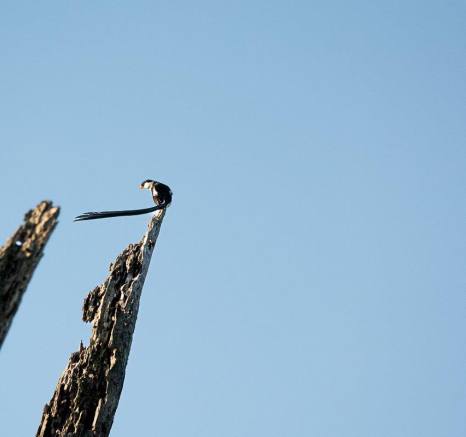 A Pin-tailed Whydah perches on a tree. A Pin-tailed Whydah perches on a tree.