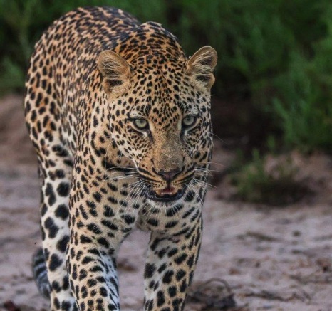 Panting heavily, Makumu looked to have eaten very recently. Panting heavily, Makumu looked to have eaten very recently.