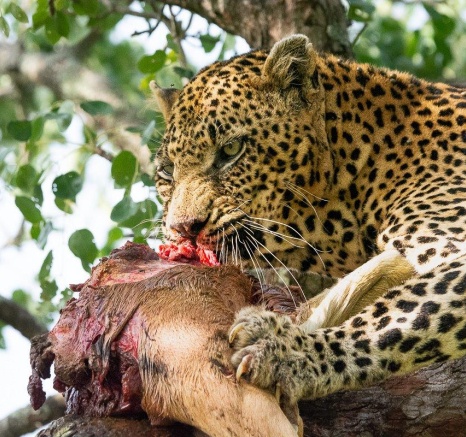 Nweti Leopard Ronald Mutero Sabi Sabi Nweti Leopard Ronald Mutero Sabi Sabi