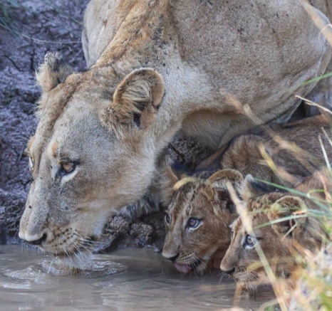 A mother and the new members of the Msuthlu pride drink from a nearby waterhole. A mother and the new members of the Msuthlu pride drink from a nearby waterhole.