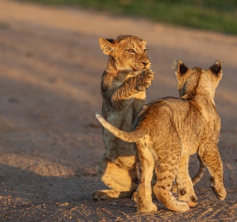Fighting during play equates to important skill building. 