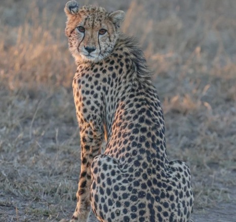 Sabi Sabi Ruan Mey Cheetah Sitting