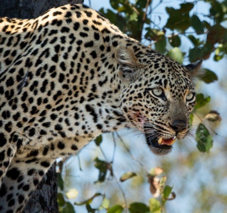 With hyenas around, a leopard must look after her kill. With hyenas around, a leopard must look after her kill.