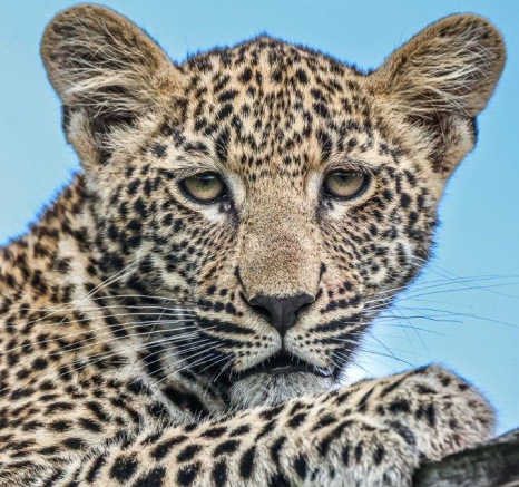 One of Ntsumi's cubs stares down from a tree. 