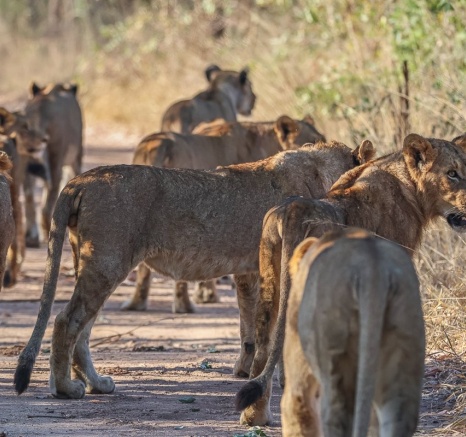 Sabi Sabi Ruan Mey Southern Pride Together