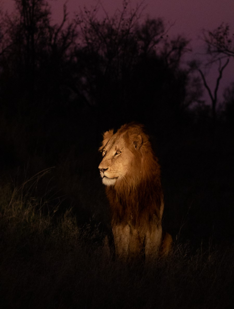 Lion Night