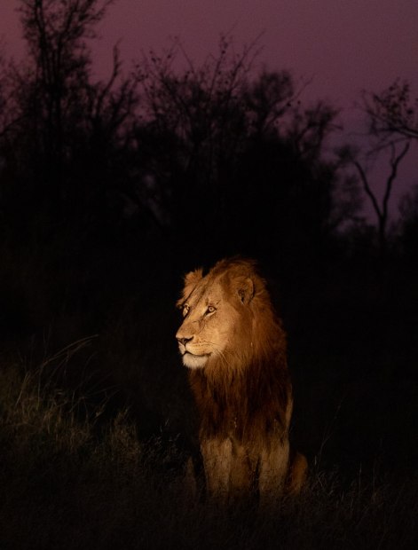 Sabi Sabi guests were filled with awe and wonder as they spotted a magnificent male lion during a private evening game drive. Sabi Sabi guests were filled with awe and wonder as they spotted a magnificent male lion during a private evening game drive.