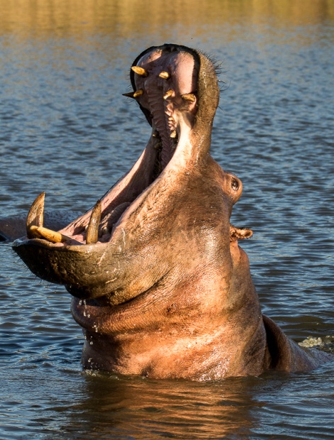 Observe the thrill-inducing sight of a hippo as it gapes, showcasing its impressive jaws, during an exciting game drive safari at Sabi Sabi. Observe the thrill-inducing sight of a hippo as it gapes, showcasing its impressive jaws, during an exciting game drive safari at Sabi Sabi.