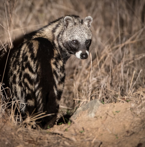 Spot a civet on a private Sabi Sabi night drive. Spot a civet on a private Sabi Sabi night drive.
