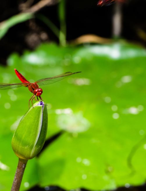 A dragonfly perched on a lotus flower, a fleeting moment of beauty. A dragonfly perched on a lotus flower, a fleeting moment of beauty.