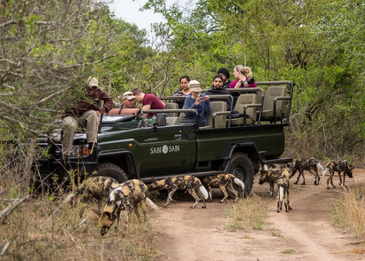 Guest watching wild dogs on safari