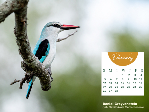 Monthly Desktop Calendar Sabi Sabi February 2023 Large