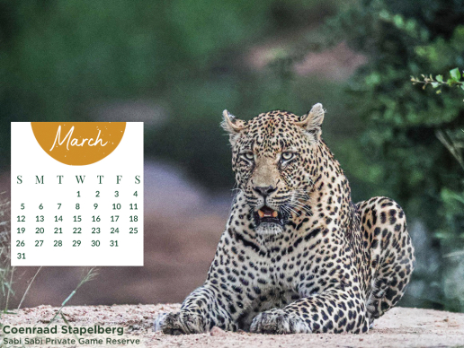 Monthly Desktop Calendar Sabi Sabi March 2023 Large