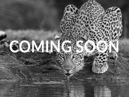 Ss Calendar Coming Soon 03
