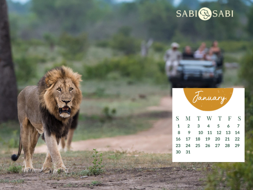 Monthly Desktop Calendar Sabi Sabi January 2023 Large