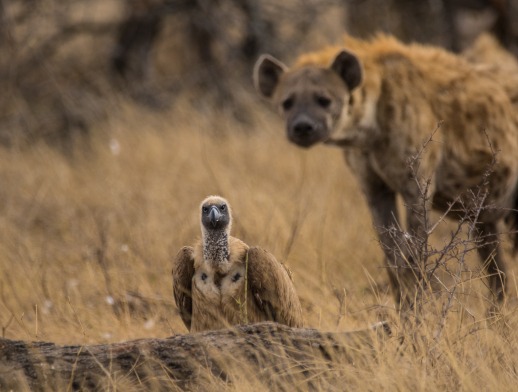 Marvel at vultures and hyenas on a Sabi Sabi private game drive.