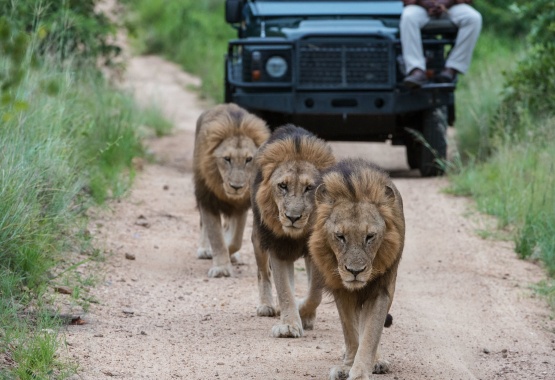 Male lions strolling down a Sabi Sabi gravel road, spotted by private game drive guests. Male lions strolling down a Sabi Sabi gravel road, spotted by private game drive guests.