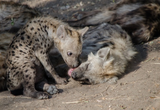 Experience mother and hyena cub interactions at Sabi Sabi Private Game Reserve.