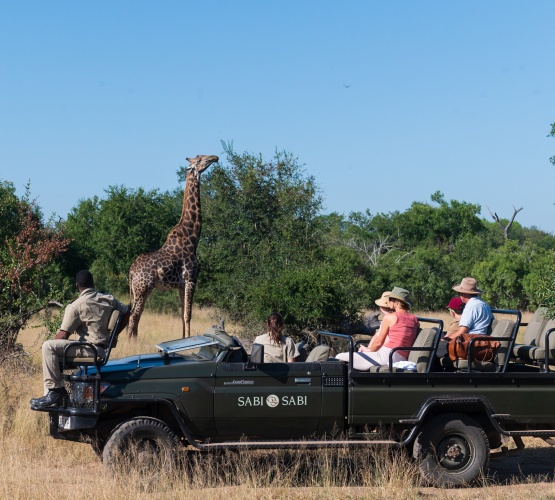 Giraffe gracefully grazing on a tree, a game drive sight to behold. Giraffe gracefully grazing on a tree, a game drive sight to behold.
