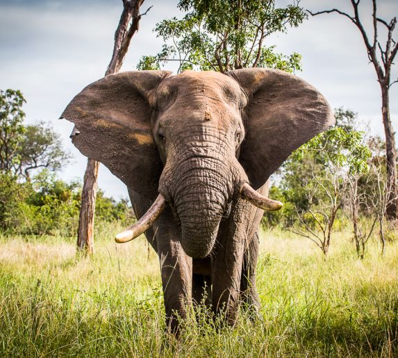 Elephant.  101