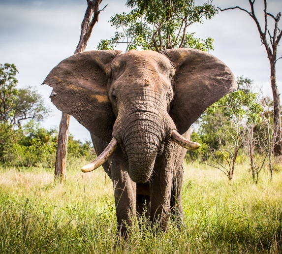 Behold the awe-inspiring beauty of the African bush elephant at Sabi Sabi, where its majestic presence commands admiration and respect. Behold the awe-inspiring beauty of the African bush elephant at Sabi Sabi, where its majestic presence commands admiration and respect.