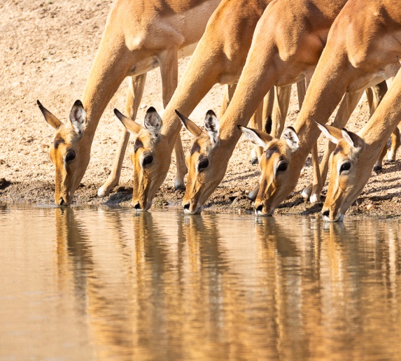 Observe impala drinking at a watering hole during a Sabi Sabi game drive. Observe impala drinking at a watering hole during a Sabi Sabi game drive.