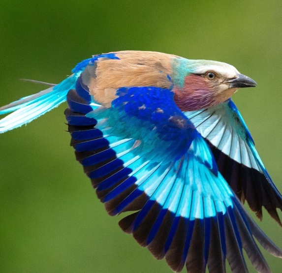 Marvel at the breathtaking beauty showcased by the wings of a roller bird.