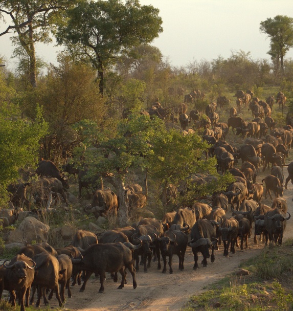 Large herd of buffalo walking down the road where guests are on a Sabi Sabi private game drive. Large herd of buffalo walking down the road where guests are on a Sabi Sabi private game drive.