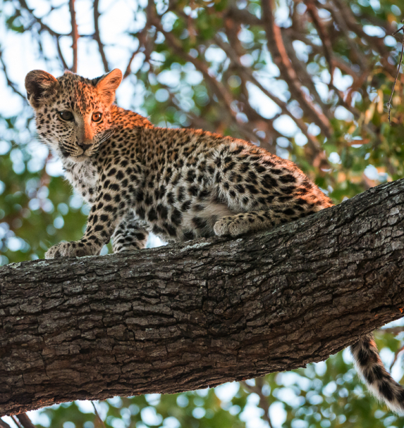 Leopard. 220 Leopard. 220