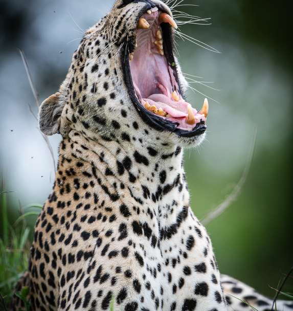 Leopard 334