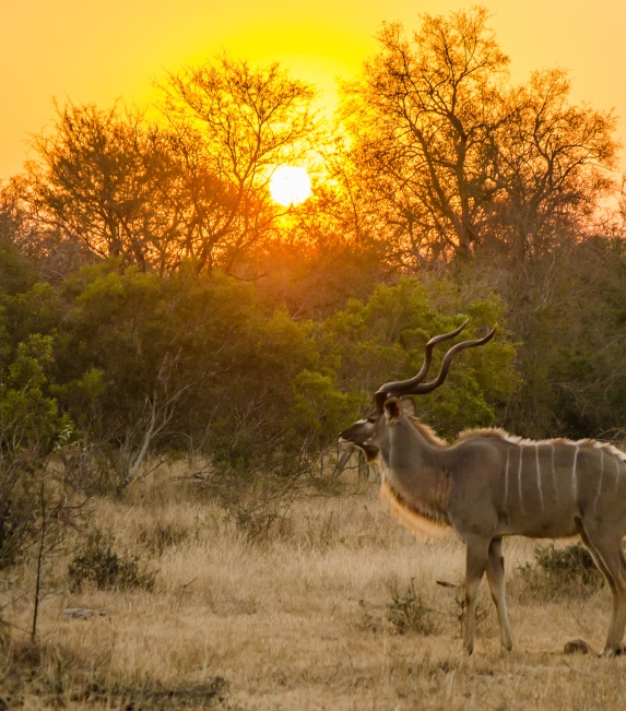 Witness a majestic kudu bull on a Sabi Sabi Private Game Reserve drive. Witness a majestic kudu bull on a Sabi Sabi Private Game Reserve drive.