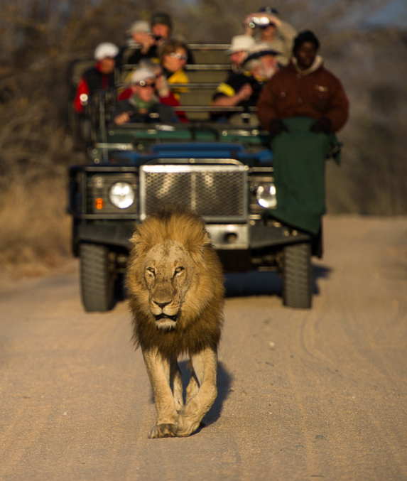 OnSafari 25