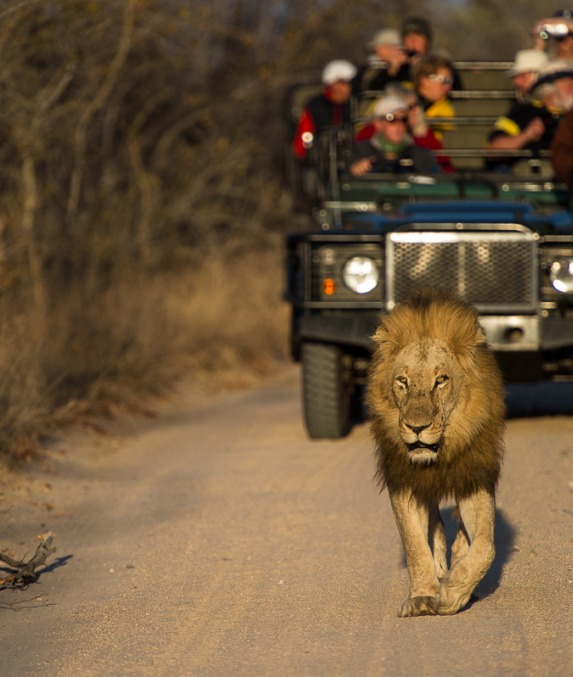 Sabi Sabi guests are treated to the exhilarating sight of a majestic male lion gracefully walking in front of their game drive vehicle. Sabi Sabi guests are treated to the exhilarating sight of a majestic male lion gracefully walking in front of their game drive vehicle.