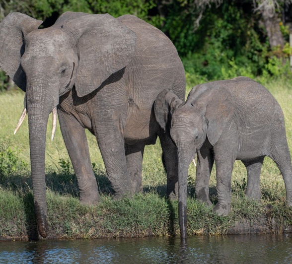 A33Jamiel 26 01 23  Elephants 6 Final