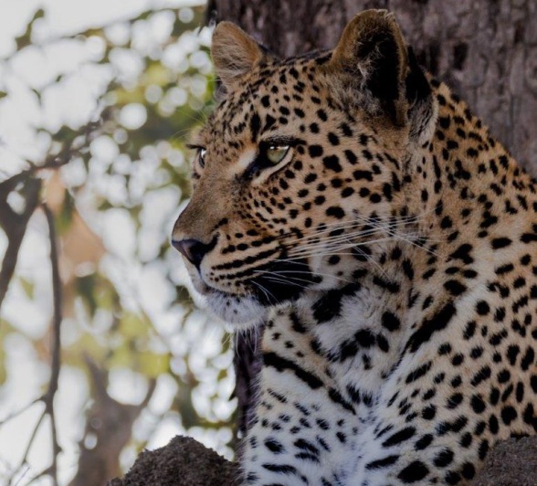 A close up of the stunning leopard called Golonyi. 