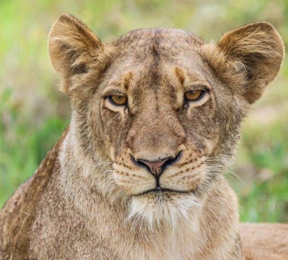 A female of the Southern Pride. 
